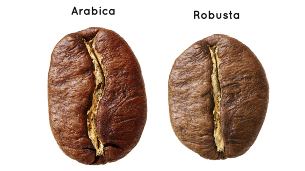 arabica-robusta